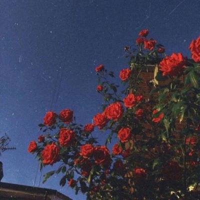 4949澳门免费资料大全下载手机版